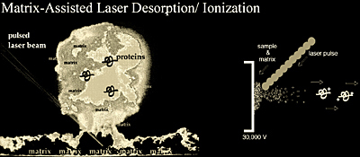 Diagram of MALDI mechanism
